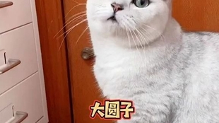 66a4f954095d8d1315a78fa2e893d4c06d070024.jpg@310w_174h_1c_100q.jpg