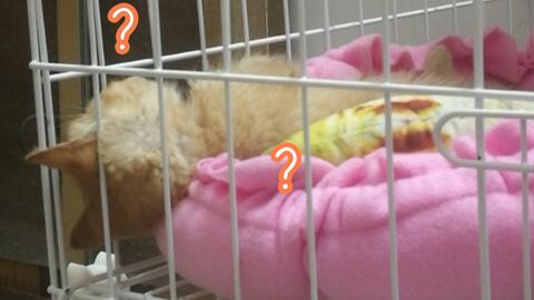 什么是黑手套 66ab796c98810ad46dbdfc671ca3e6bb385b6ed9.jpg@480w_270h_1c