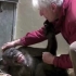 黑猩猩临终前见到相识40年科学家老友，相拥依偎告别