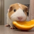豚鼠：吃橙子啦