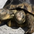 原来双头龟这么多！双头龟 连体龟合集大赏 巴西、草龟、石龟、鳄龟、陆龟、海龟！