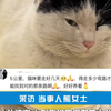 外婆离家过年没带小猫 几天后小猫自己找到外婆 “五六公里的距离 不知道它怎么找到的