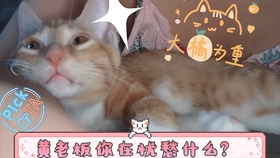 66ee8cf611b769208b0d2cebe7467ece47e541ca.jpg@280w_158h_1c_100q.jpg