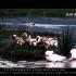 《渴》湿地纪录片大学生科普原创视频
