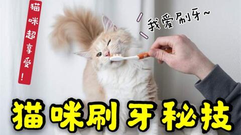可以用什么给猫刷牙 6734347671e4d596a848fe842f7feedcb3bb5a36.jpg@480w_270h_1c