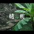 南京 瞻园 丨 你要相信古典园林的均衡美学 丨 8K看世界 丨 佳能R5C 8K 细腻画质
