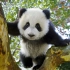 他拍下2000张野生大熊猫萌照，被当成国礼送给全世界！