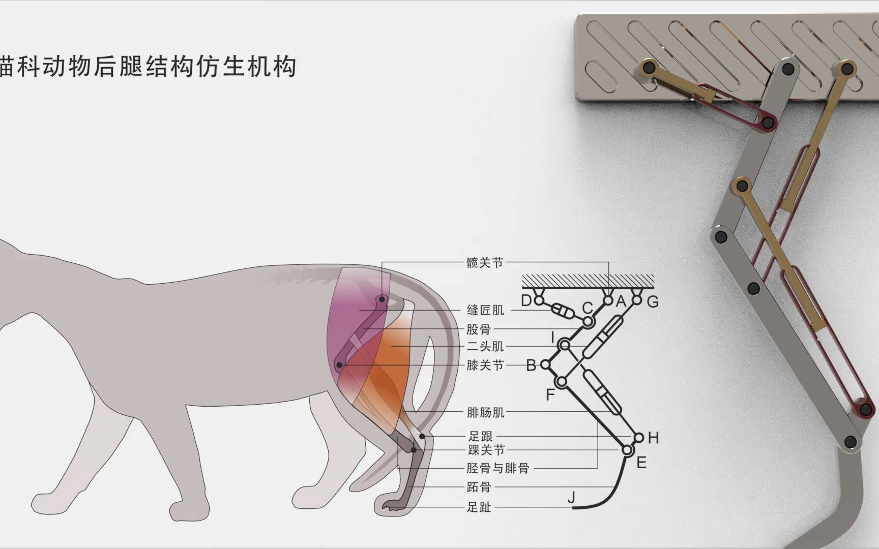 猫科动物后腿结构仿生机构