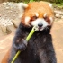 【小熊猫吃竹笋】小宝墩墩吃竹笋是真的下饭！超想我宝墩墩（2021.05）