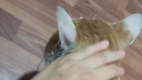 677de8ab8e89cf44c1673de70c6ab933caccb635.jpg@280w_158h_1c_100q.jpg
