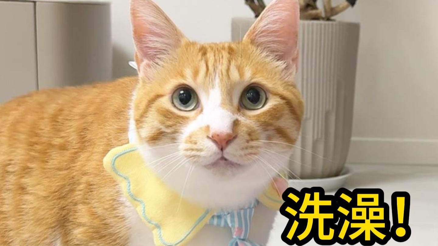 猫：不就是洗澡嘛！走！