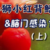 离奇！！泰狮小红这脑门是怎么啦