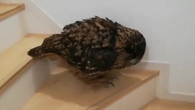 世界上最大的猫头鹰是什么猫头鹰 679ce377e926020226e2811fb1442e3a61642a18.jpg@280w_158h_1c_100q.jpg