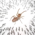 专吃蚂蚁的避日蛛，进入猛蚁巢穴会发生什么？
