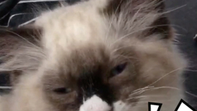 67d9b3b79660188e89b9d440bd8e9857786b22a2.jpg@280w_158h_1c_100q.jpg