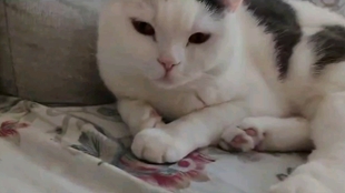 小猫咪叫声感觉有点叫不出来 67fa740ee6d4a34d123c088fb24f9e7806e34f59.jpg@310w_174h_1c_100q.jpg