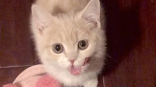 小猫怎么叫的声音很小 68064792f9c357dc25bd23876b9d4452d6fd7d2b.jpg@310w_174h_1c_100q.jpg