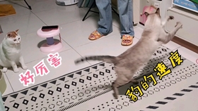 大橘猫是指哪个国家 681a170a360cebafbd7da9da7e26ade45b45a028.jpg@280w_158h_1c_100q.jpg