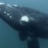 巨轮带来更多的海洋噪声！鲸鱼的生存环境遭到威胁！