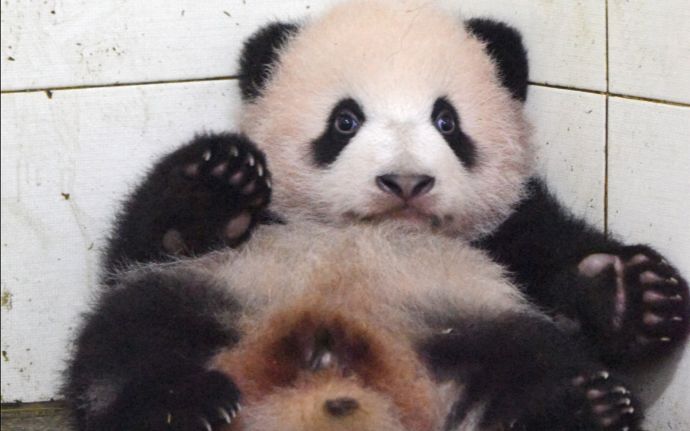 大熊猫胖大海】宝宝不止会狗叫还会嘴炮_哔哩哔哩(゜-゜)つロ干杯~-bilibili