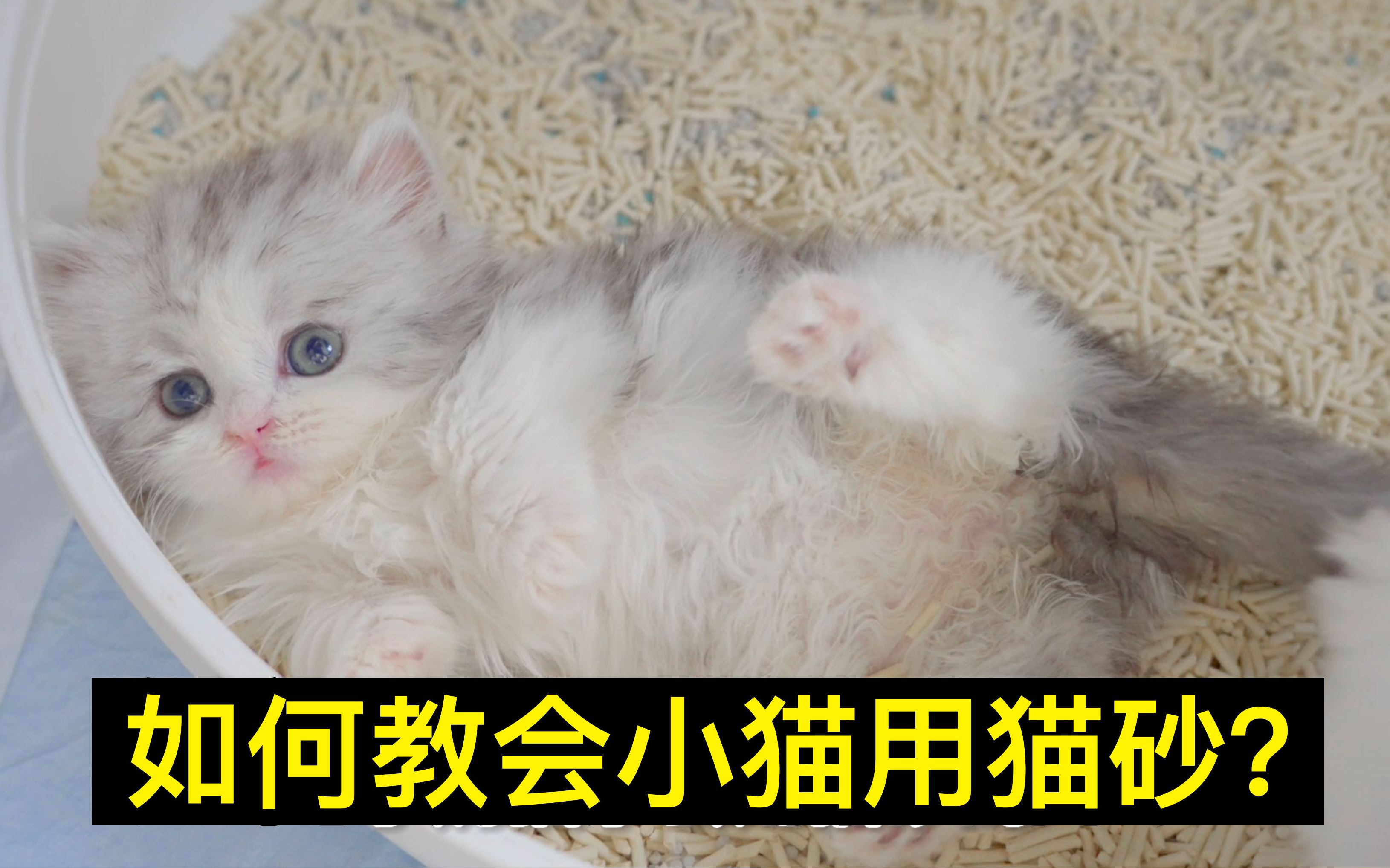 如何教会小猫用猫砂？从零开始养猫05