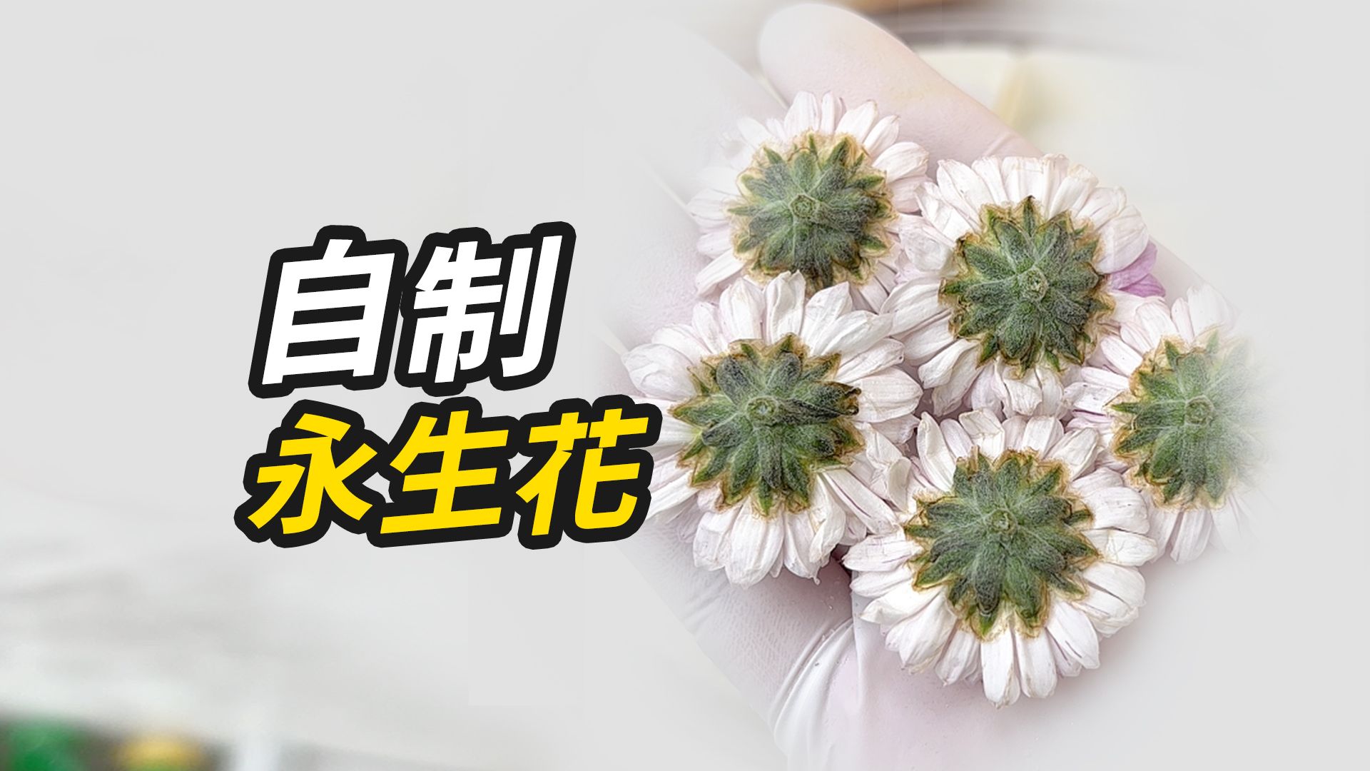 用零食干燥剂做的永生花有结果了！