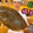 【春季高级食材】巨大的鸦片鱼一鱼8吃，熟成鱼为何有两个鲜味高峰期？