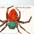 【3-6岁英文】【动物认知】 The Very Busy Spider【语速慢】【有逐字字幕】