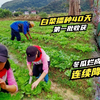 农村父女种菜，白菜撒播40天采收，就是虫眼多，冬瓜却遭殃了