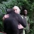 这段视频是野生动物保护家简.古道尔放归一只名叫希拉的黑猩猩时的场景。它是简教授救治的其中一只，在放归深林之时，这只猩猩深