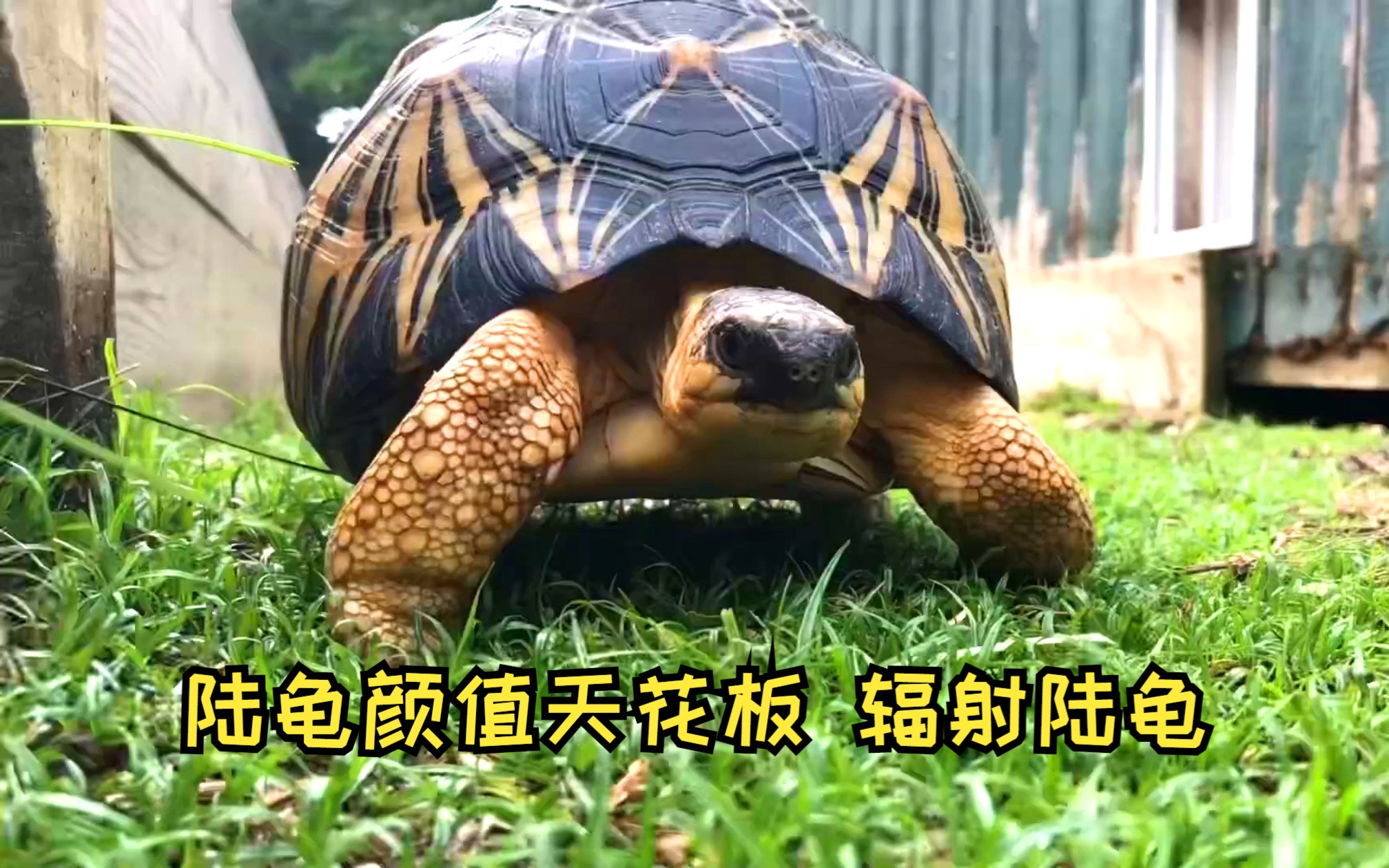 陆龟颜值天花板 辐射陆龟