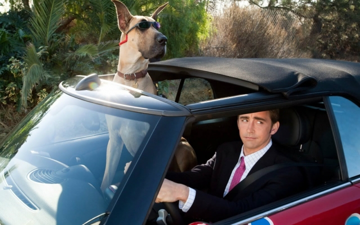 [有君如佩]大丹麦狗马默杜克 Marmaduke 拍摄