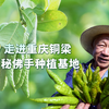 走进重庆铜梁，探秘佛手种植基地