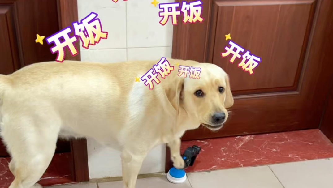 狗：这个家太诡异了