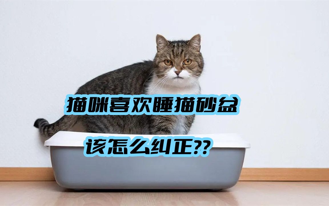 猫咪喜欢睡猫砂盆该怎么纠正？