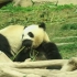 【大熊猫】澳门大熊猫馆的健健康康和开开