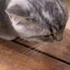 你们知道猫咪频繁舔毛的危害吗？化毛片一定要准备起来，一起守护猫咪的健康