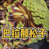 这是不是世界上最大的松子