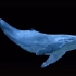 c473唯美梦幻蓝色鲸鱼游动后期视频合成叠加动态素材