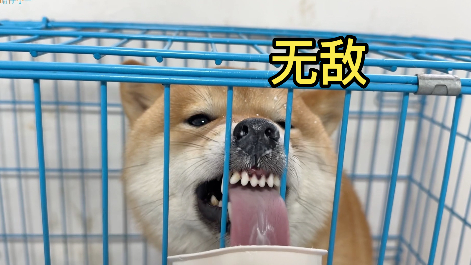 我看出来了，这些狗个个身怀绝技！