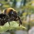 【NCCA「3D计算机动画」研究生个人作品_Bumblebee】