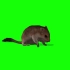 【绿幕素材】B站最全动物类型绿幕素材《老鼠 》高清画质，无水印！