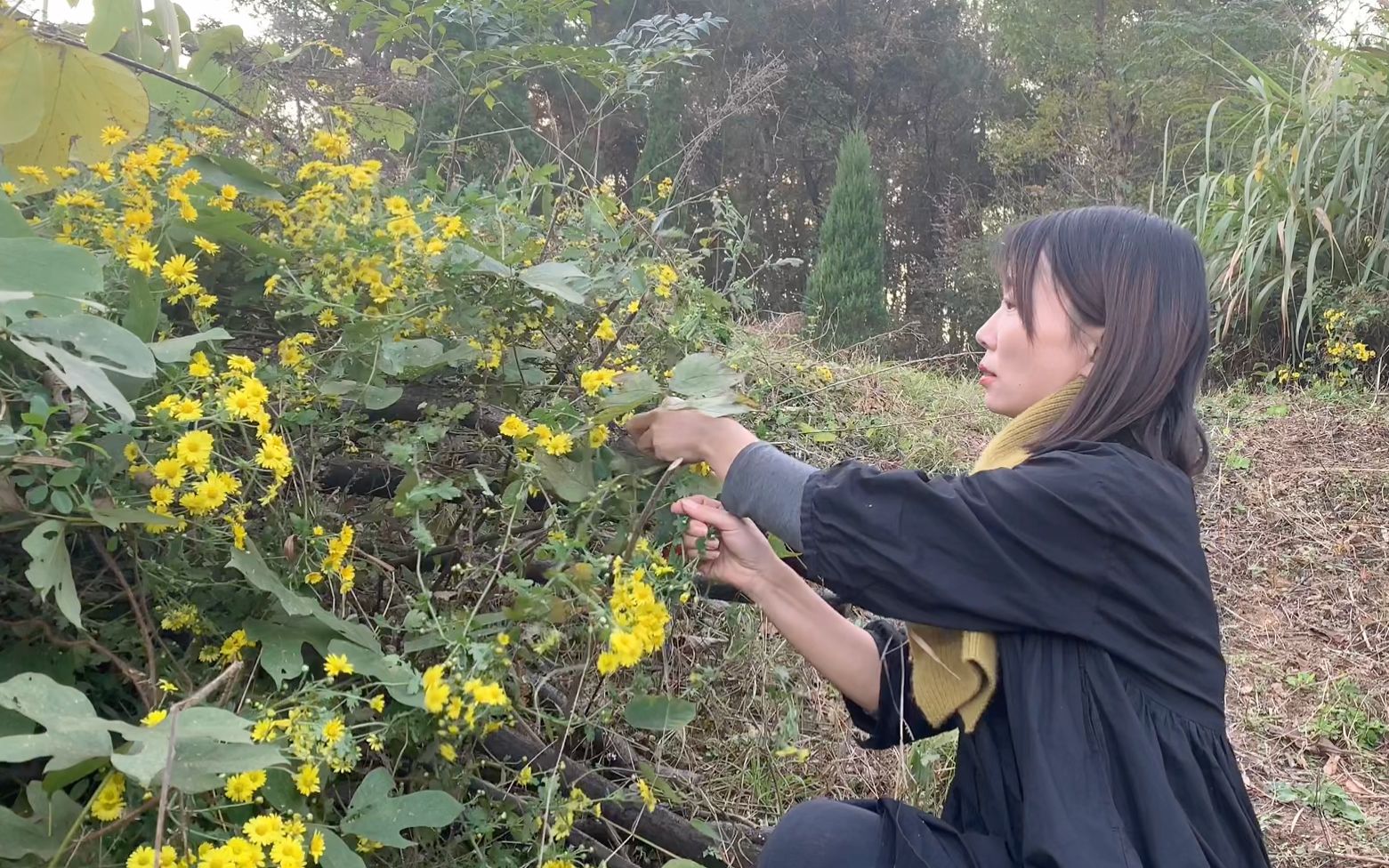 【简野乡村】漫山遍野都是野菊花,今天采摘一些拿回家烘干后泡水喝