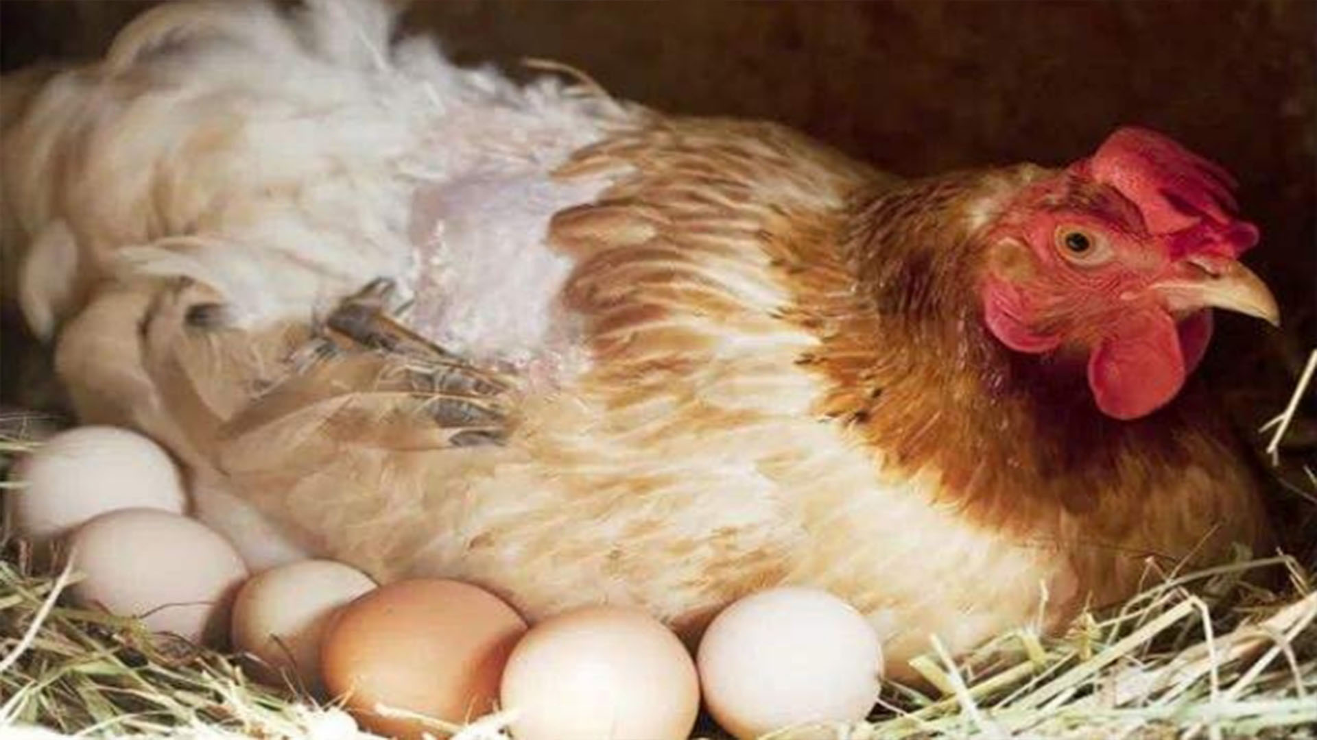 鸡蛋几天能孵出来小鸡，鸡蛋多久能孵出小鸡|admin_人人点
