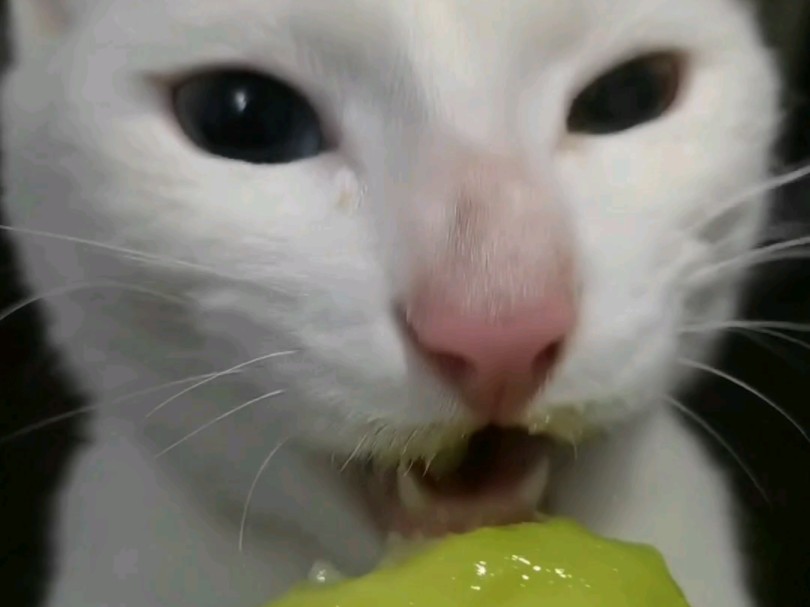 小猫水果一次性吃个够 1.0