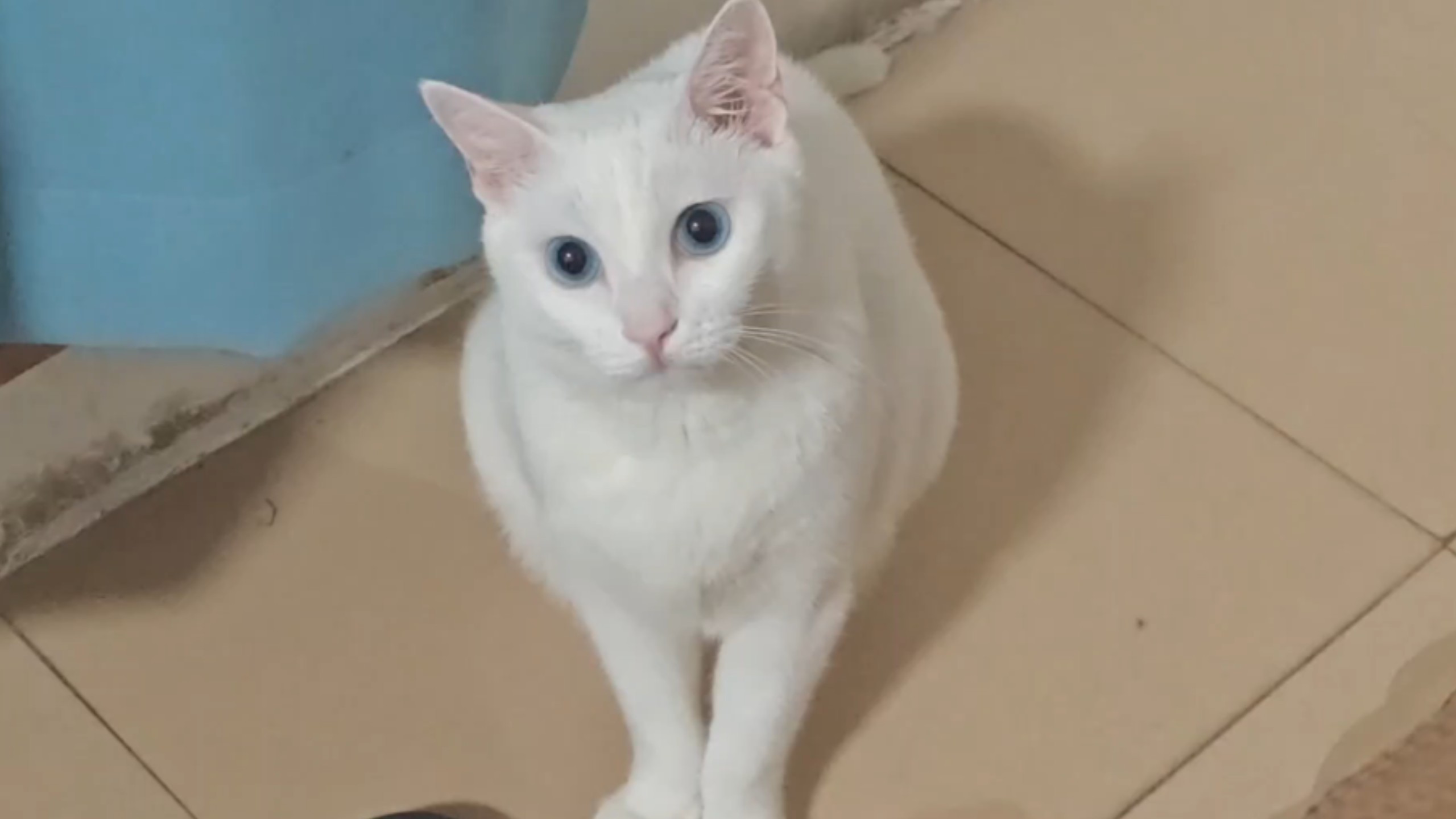 因为违反规矩被猫攻击