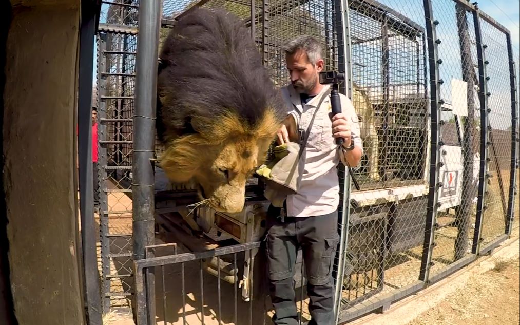 【狮语者】给雄狮山猫 加比 邦哈尼等狮子换围场,移动这么多的狮子