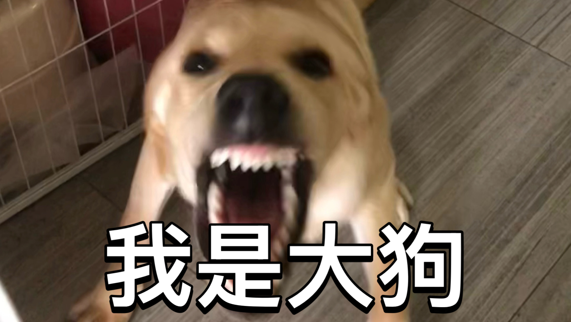 大狗真实的样子居然是？