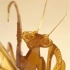 日本明星看到中国大爷做的立体糖画，螳螂画出来的时候瞬间被征服！