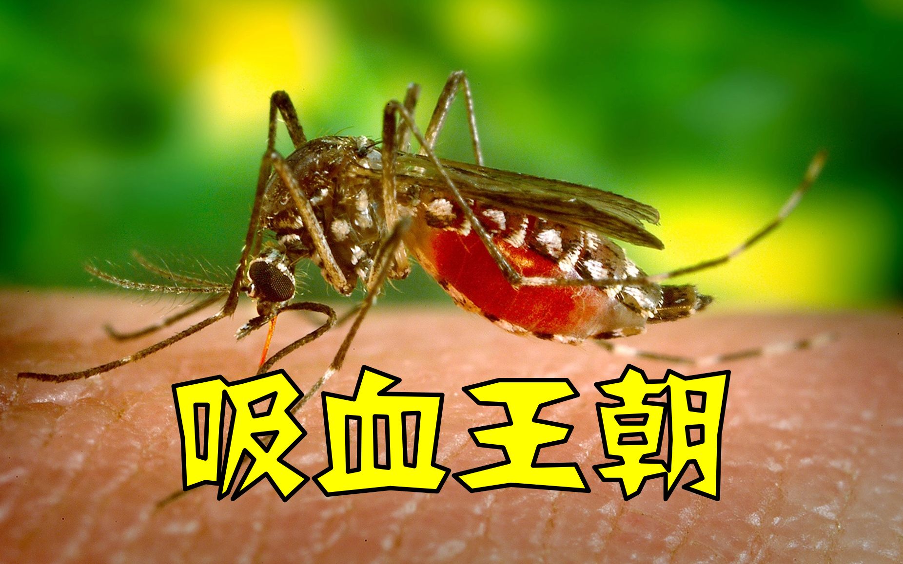 蚊子的演化史：长达2.17亿年的吸血王朝